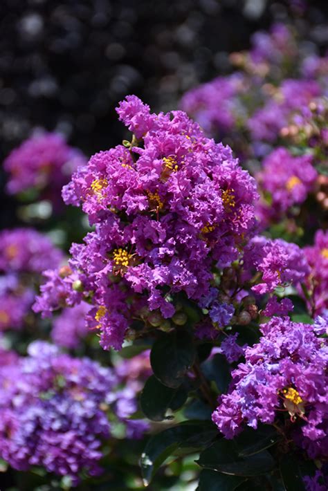 Magical darkness crapemyrtle